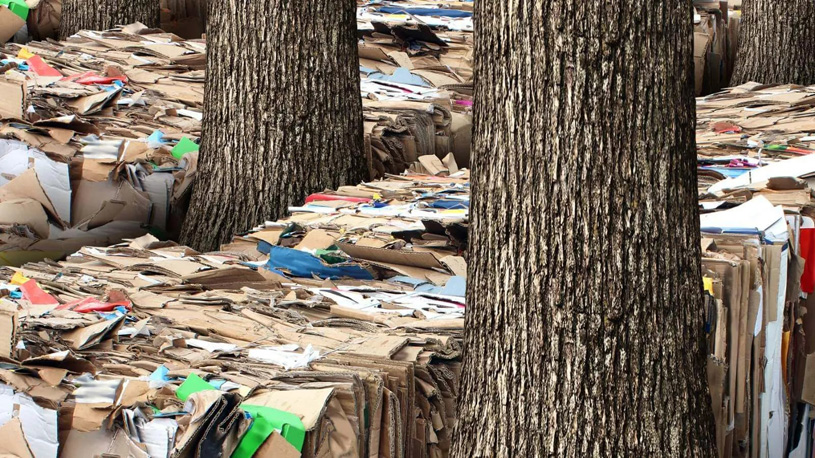 100 кг бумажного вторсырья спасают 1 дерево